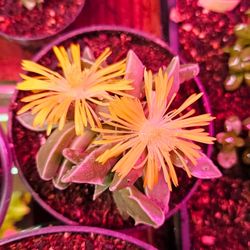 Bright Yellow Blooming Double Succulents! 🪴