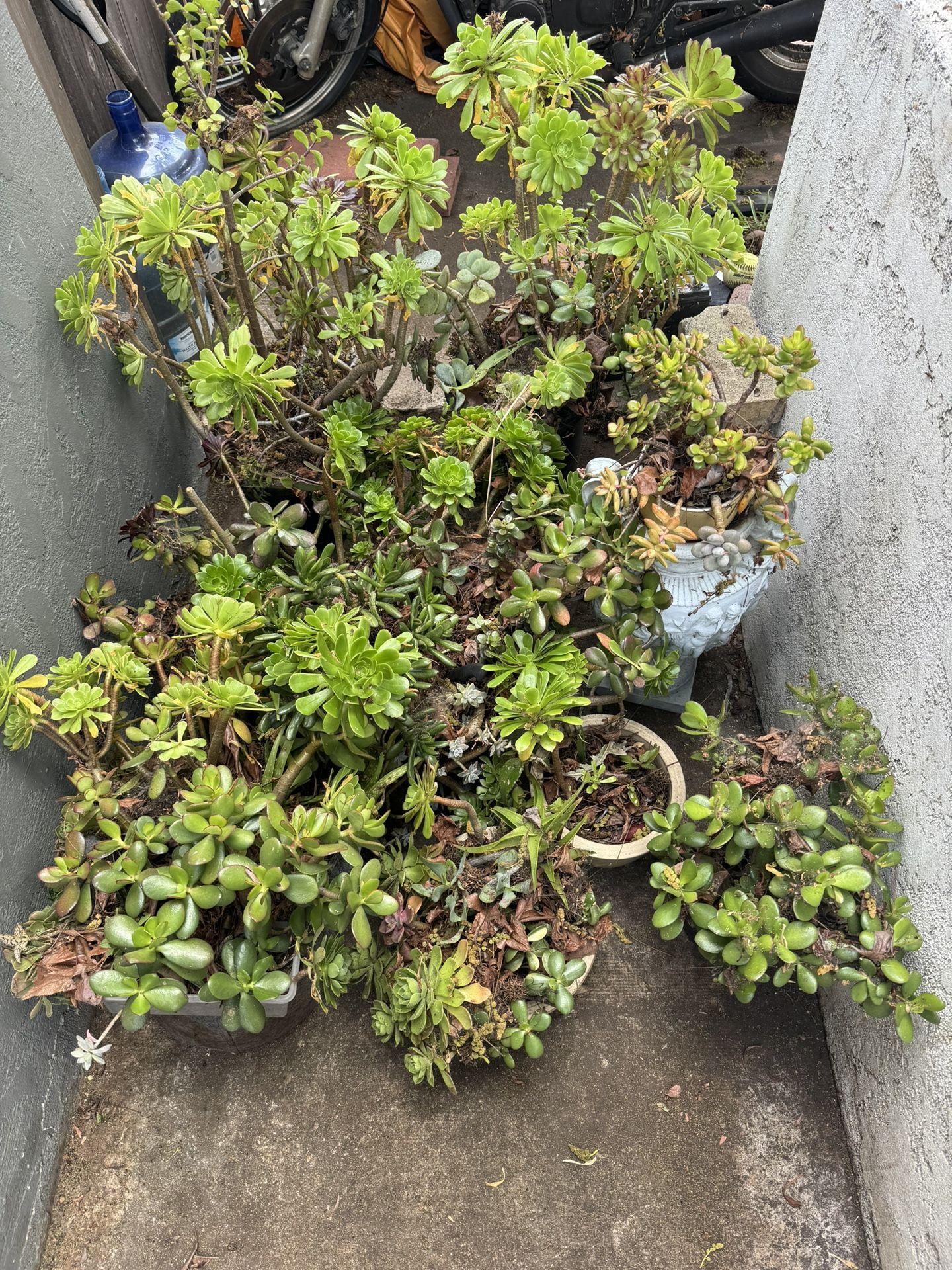 Free Succulents 