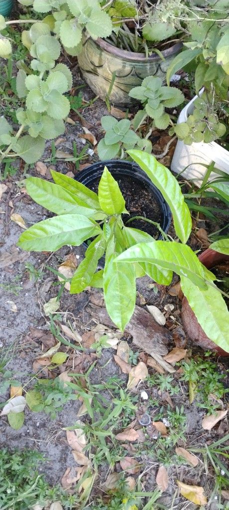 Venta  De Maseras De Maracuya