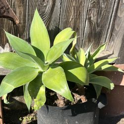 MOVING | PLANT SALE 