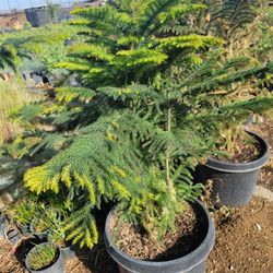 Pine Tree