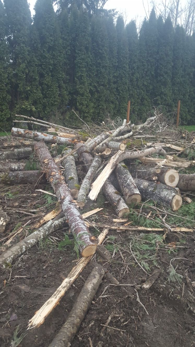 Free fire wood in Snohomish