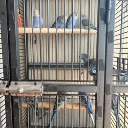 Bird  Cage