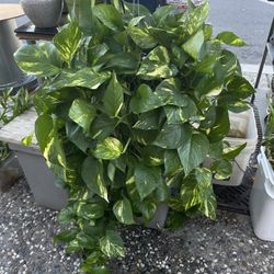 big hanging plants chinese forever green 