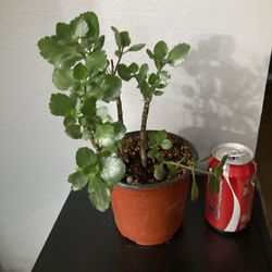Kalanchoe 