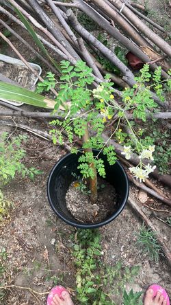 Moringa/malunggay tree