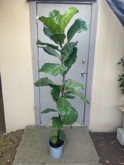 Ficus Lyrata Fiddle Leaf Fig Tree House Plant 8.5” Pot