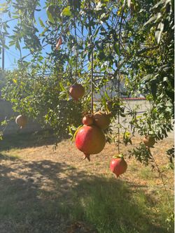 Pomegranate