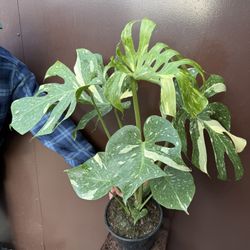 8” Big Monstera Thai Constellation 
