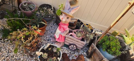 Huge Succulent & Cactus Sale – Starting at $5!