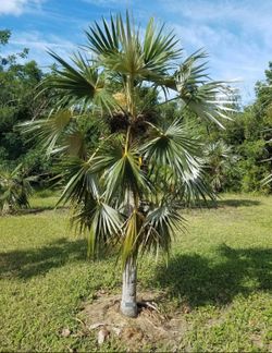 RARE Florida Silver palm 15g