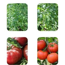 Homegrown Tomato Plants $3 Each Plant Or 2 Plants In Pot $5