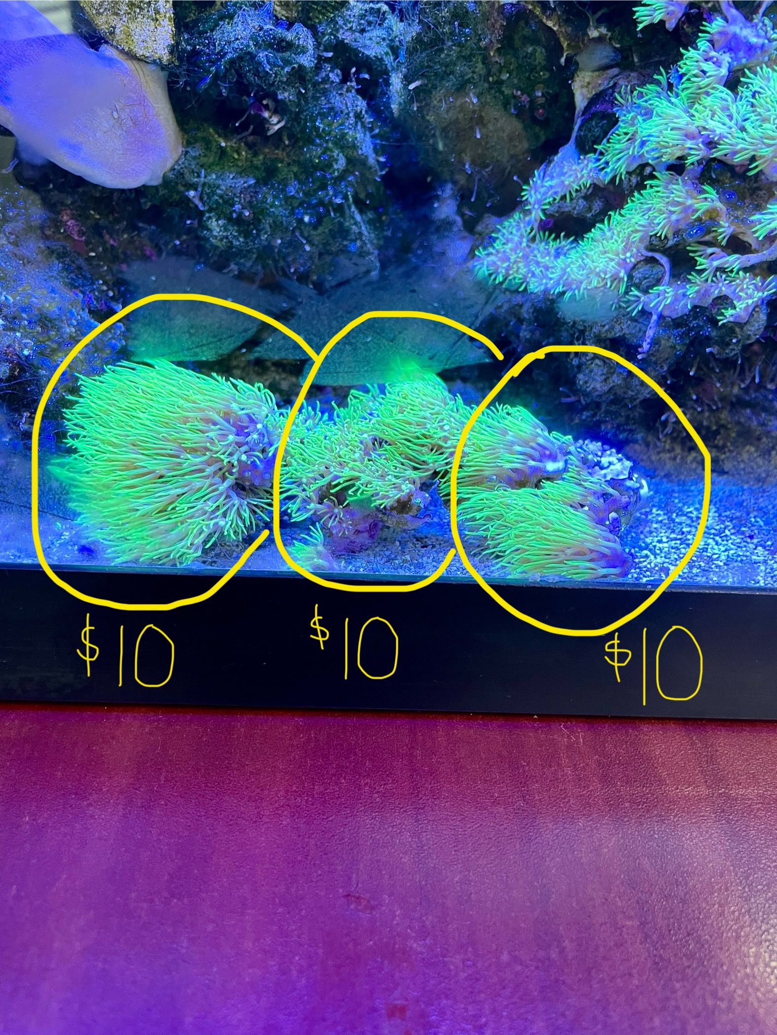 Salt Water Fish Tank Decorations
