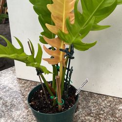 Philodendron Golden Crocodile 