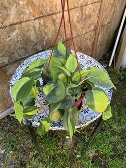 Indoor Plant