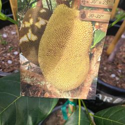 ÁRBOLES FRUTALES