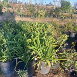 Plants 
