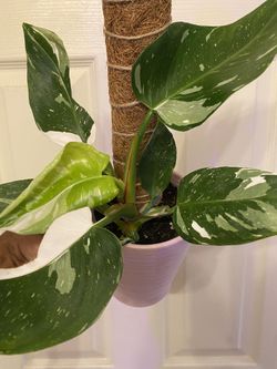 plant cube Appreciation Plant Cube - Your Commitment & Dedication main image 1