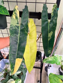 Big Philodendron Billie Rooted Perlite.