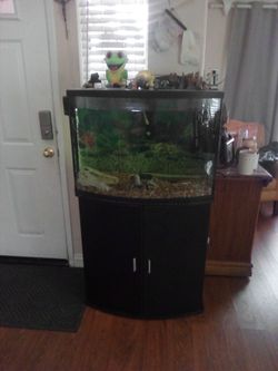 Glass fish tank with stand