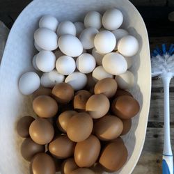 Organic Eggs Cage Free Chickens Huevos Frescos
