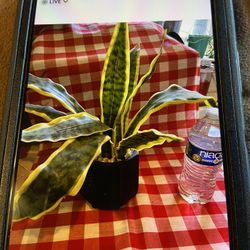 Artificial Snake Plant 