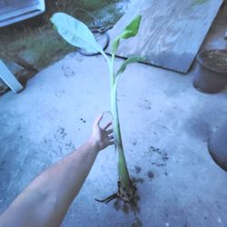 Rooted Blue Java "Ice Cream" Banana trees