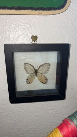 Butterfly decor