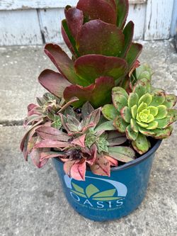 Potted succulents