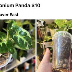 Syngoniums
