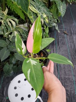 Variegated Philodendrons