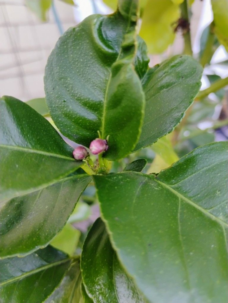 Mexican Lime Bush