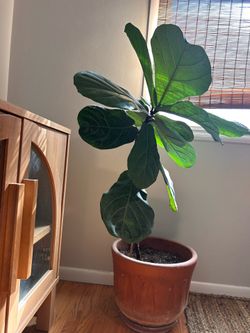 Fiddle Leaf Fig