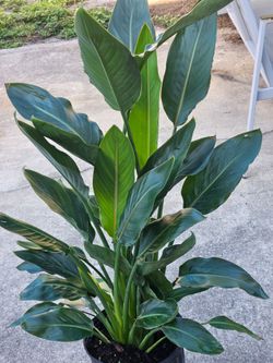 Orange Bird paradise live plants