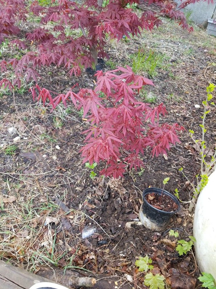 Japanese Maple Tree