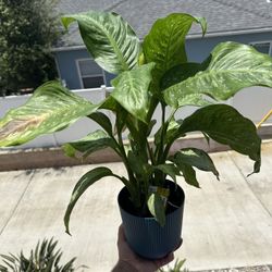 House Plants