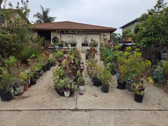 Plant sale today: pots, plumeria, succulents,  cactus & more