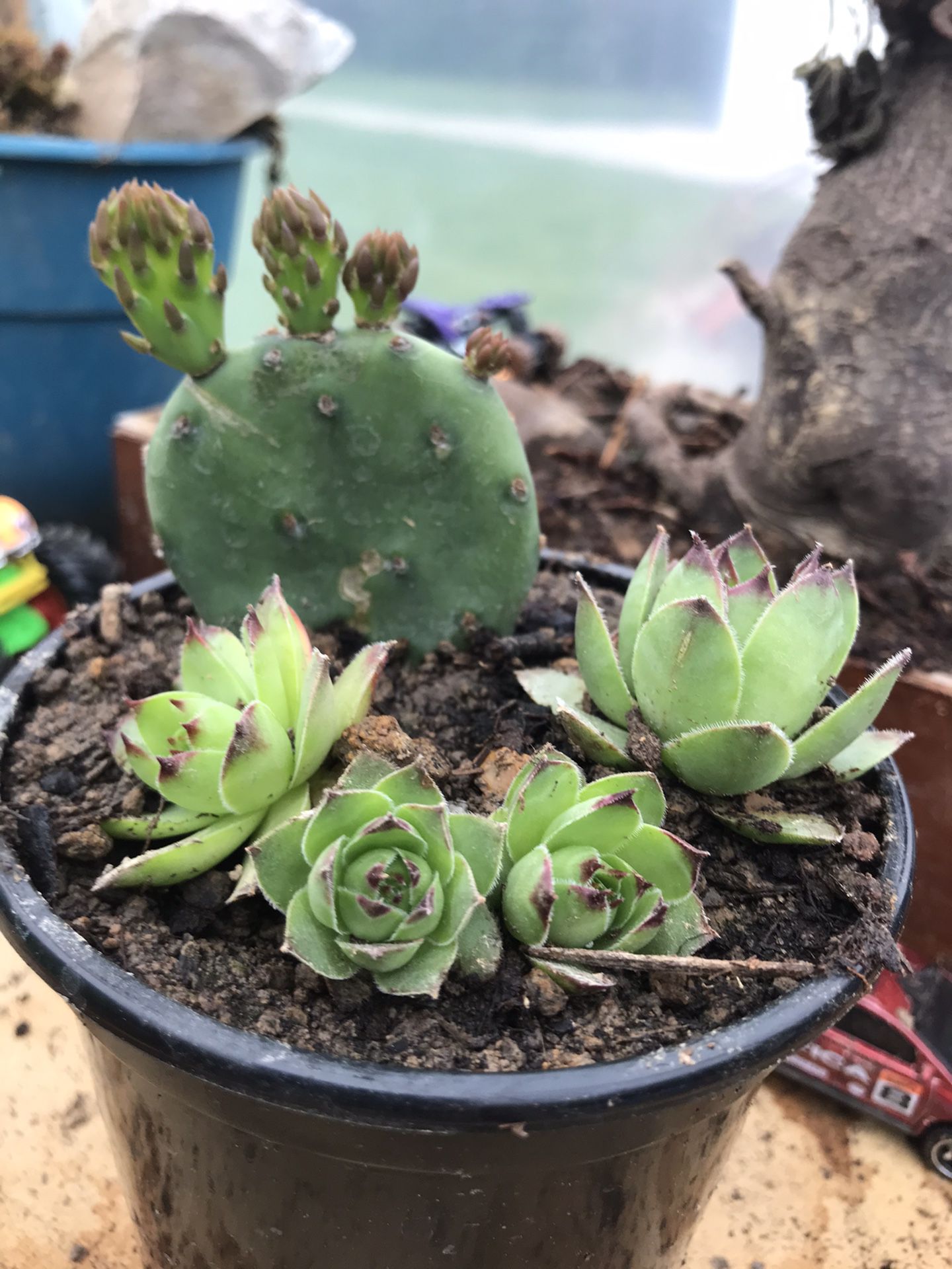 Cactus - (Prickly Pear) Succulent - (Hen and Chicks) Mini Garden (4 Inch pot) 
