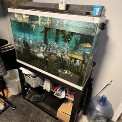 40 Gallon Fish Tank 