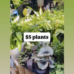 Plants Sale🌿$5