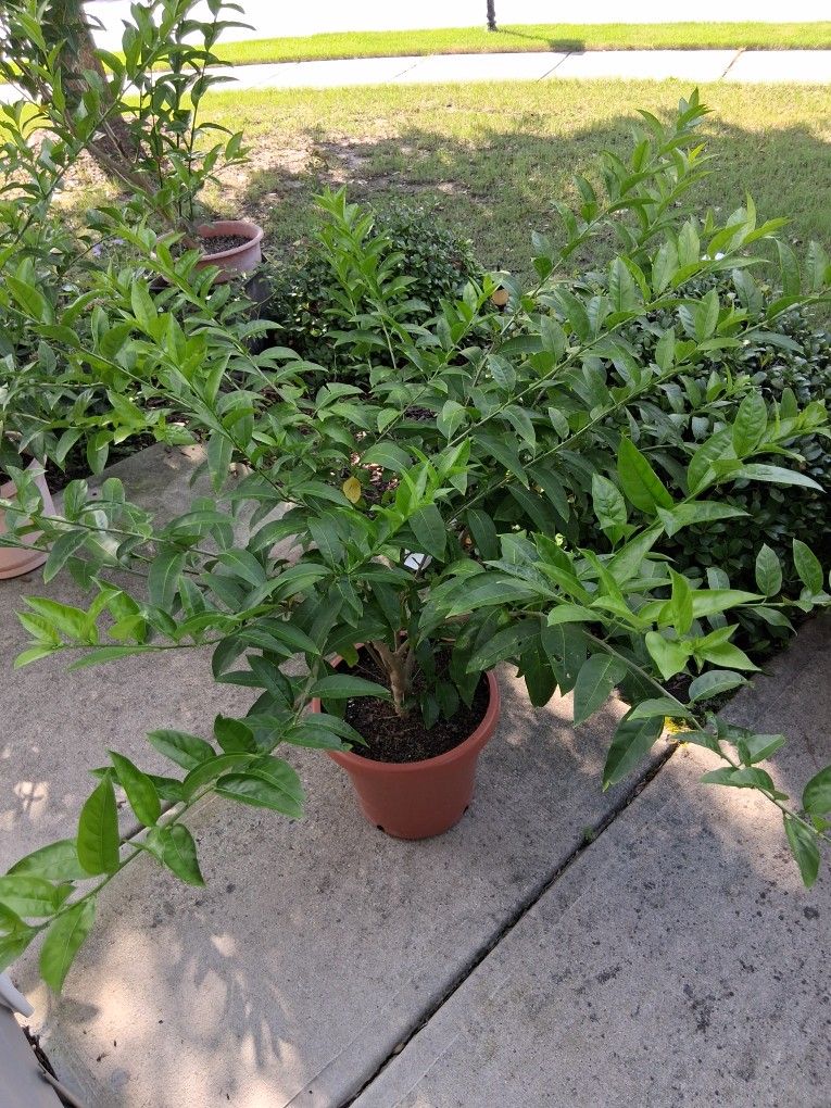 Large Night Blooming ( Raat Ki Raani) Live Plant