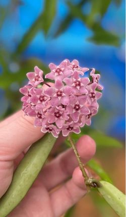 Hoya Minibelle rooted plant, actively growing