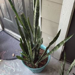 Snake Plant 