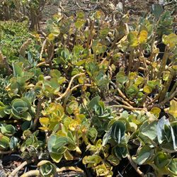 Succulent plant