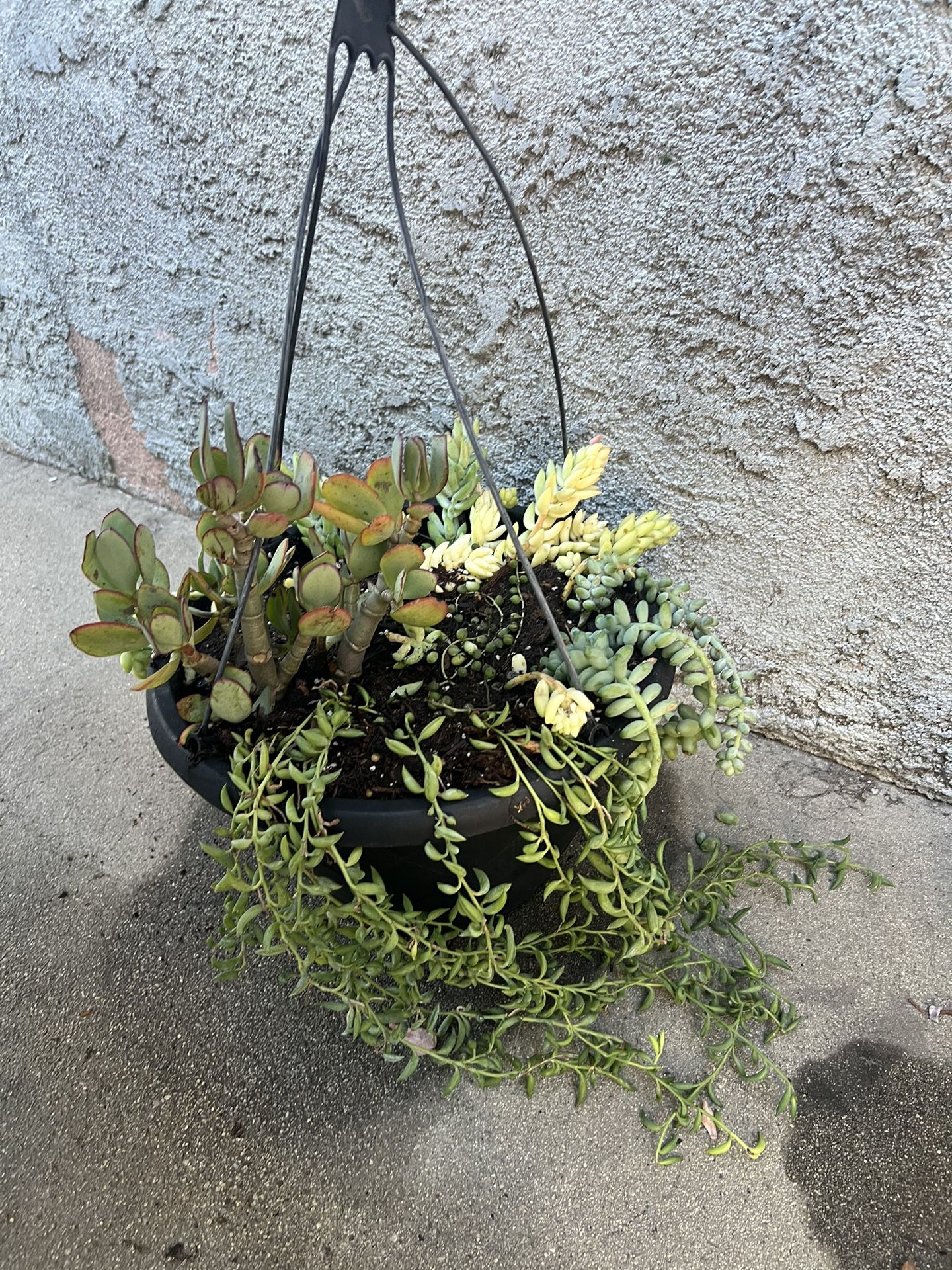 Indoor  Succulent Plant Holder
