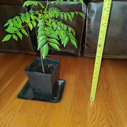Curry Leaf Plant
