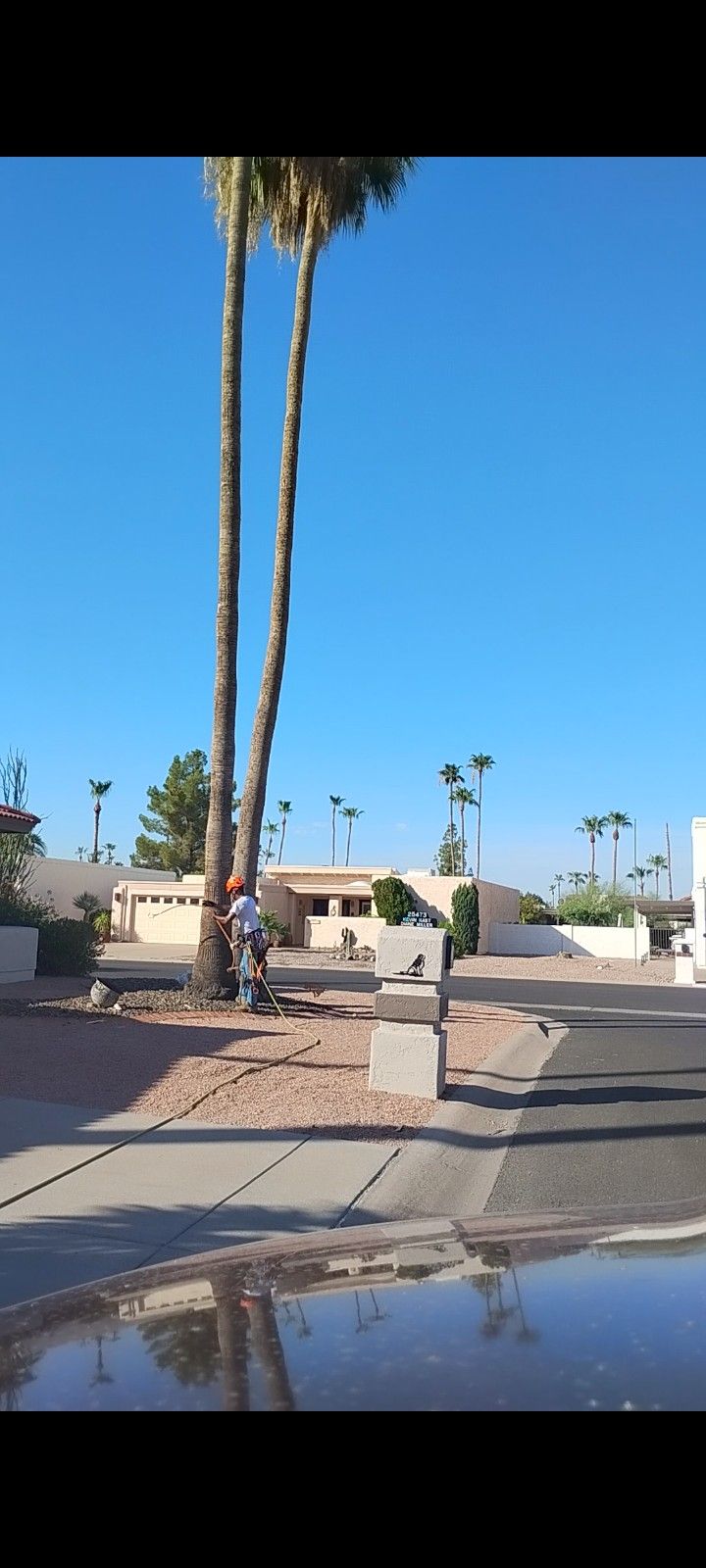 Palm Tree Trimming