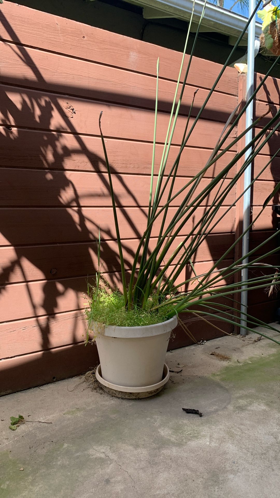 Bird of Paradise—Leafless—Just over 5’ Tall