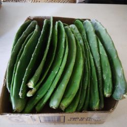 2 LBS Nopalitoes For Eating Or Planting $10-Ship $7 - Non-Prickly Pear Cactus Pads