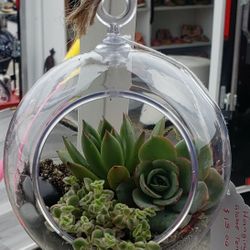 Hanging Bowl Terrerium With Succulents